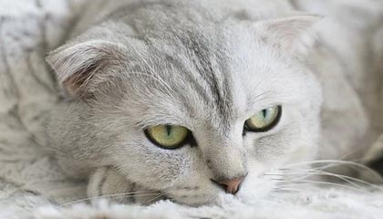 世界杯客户端更新-高层更迭拉开变革大幕 鲁能时代即将画上句号